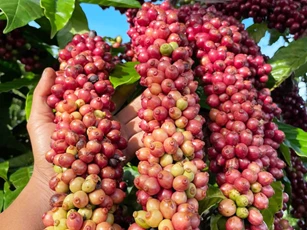 Lâm Đồng: Xây dựng thương hiệu cà phê bền vững từ chuỗi liên kết giá trị