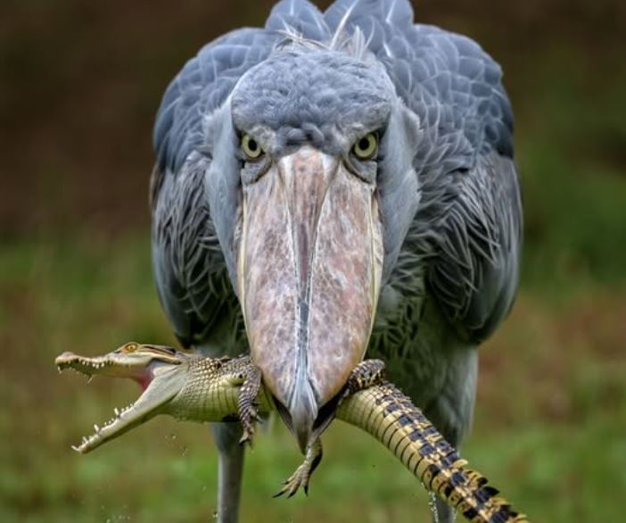 Chim khổng lồ cao bằng người, chuyên săn cá sấu, sống hơn 35 năm và đang bên bờ tuyệt chủng