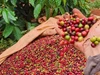 Giá nông sản ngày 21/10/2025: Hồ tiêu nhích nhẹ, cà phê duy trì ổn định