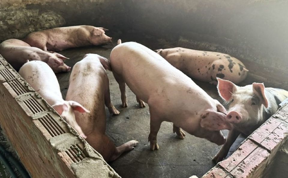 Giá heo hơi ngày 22/10/2025: Tăng trở lại tại hai miền Bắc, Nam