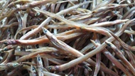 Đặc sản Cà Mau xưa chỉ dành cho dân nghèo, nay có giá 360.000/kg