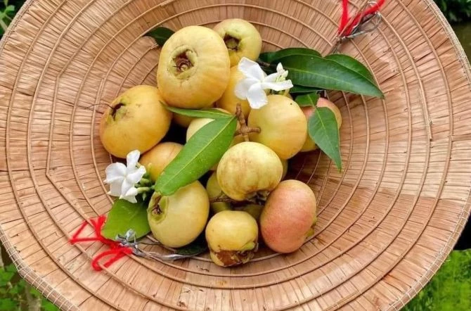 Trái lý gắn liền với tuổi thơ của nhiều người nay đã dần vắng bóng. Ảnh: Dân Việt. Trái lý gắn liền với tuổi thơ của nhiều người nay đã dần vắng bóng. Ảnh: Dân Việt.