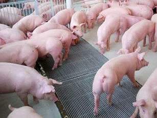 Giá heo hơi ngày 24/10/2025: Duy trì mức cao ổn định