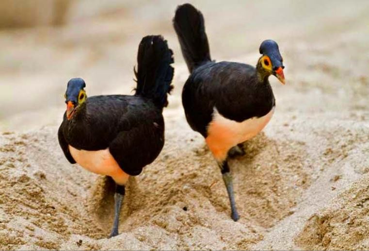 Kỳ lạ loài chim quý hiếm ấp trứng bằng núi lửa, con non vừa nở đã biết bay