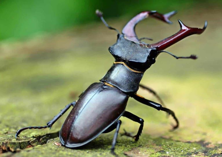 Loại bọ siêu hiếm, có giá gần 2 tỷ đồng/con - giới nhà giàu tranh nhau ‘rước’ về làm thú cưng