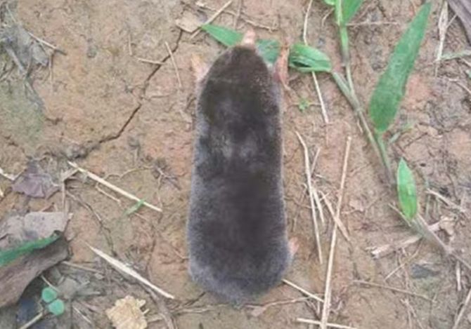 Phát hiện loài chuột 'chưa từng được ghi nhận’ tại Thanh Hoá