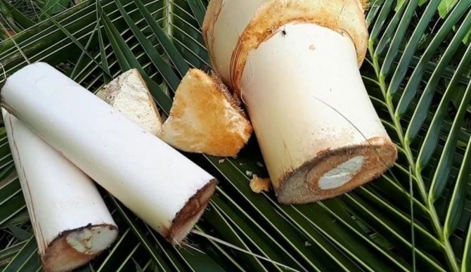 Củ hủ dừa. Ảnh: Thương hiệu sản phẩm. Củ hủ dừa. Ảnh: Thương hiệu sản phẩm.
