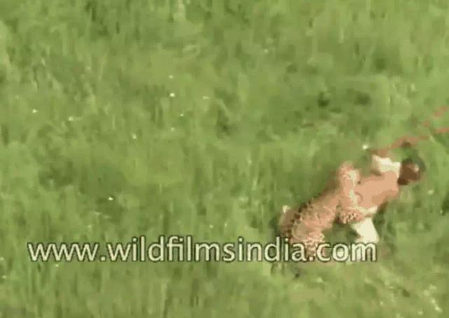 Báo hoa mai bị vây bắt, vùng dậy tấn công người rồi gục ngã dưới làn đạn kiểm lâm