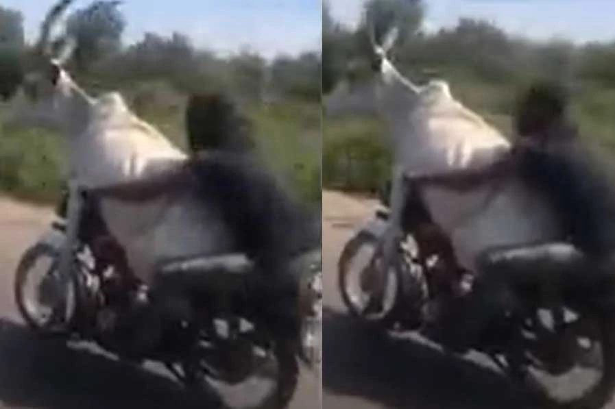 Ảnh cắt từ clip.