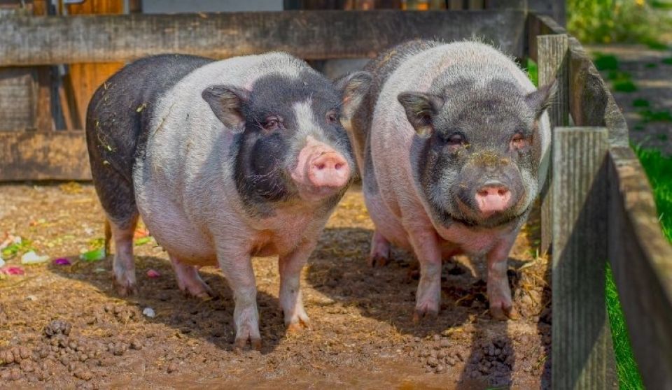 Giá heo hơi ngày 28/10/2025: Duy trì ổn định trên phạm vi cả nước