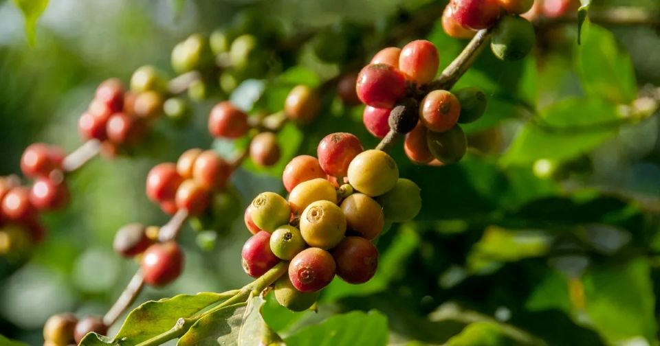 Giá nông sản 28/10/2025: Cà phê và hồ tiêu đồng loạt bật tăng trở lại