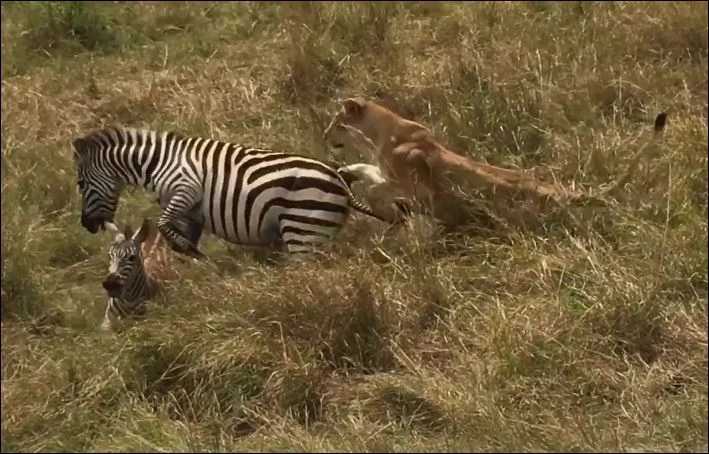 Ngựa vằn mẹ đánh đuổi sư tử giải cứu con non.