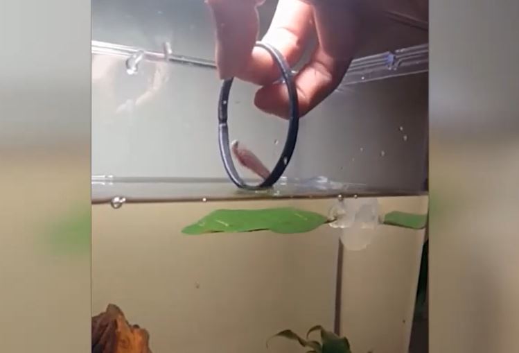 Kinh ngạc chú cá xiêm ‘diễn xiếc’ nhảy qua vòng như nghệ sĩ thực thụ