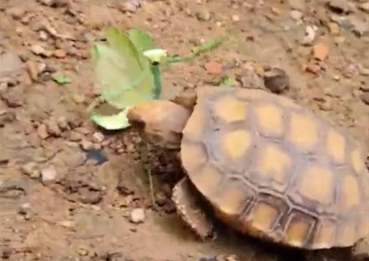 Ảnh cắt từ clip.