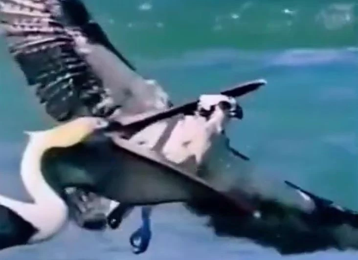 Ảnh cắt từ clip.