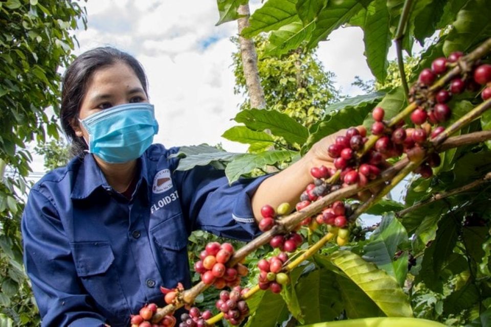 Giá nông sản ngày 29/10/2025: Cà phê quay đầu giảm, hồ tiêu giữ mức cao