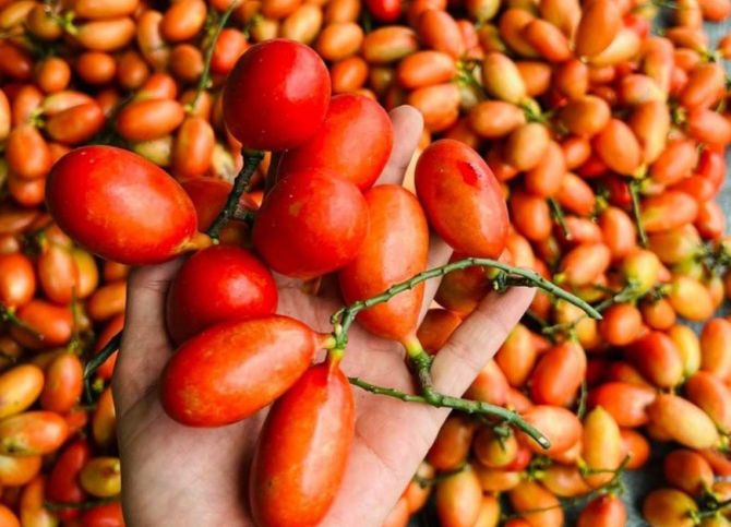 Loại quả rừng trước không ai ngó, nay bán giá 500.000 đồng/kg