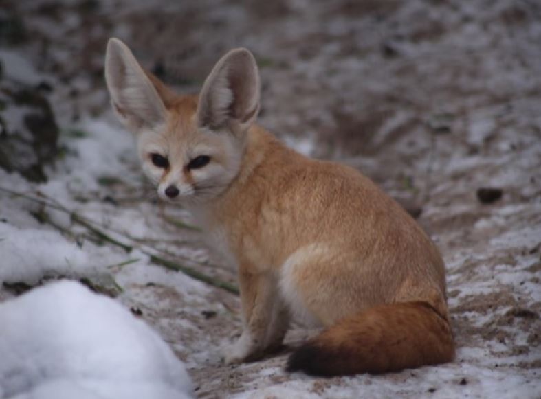 Bí ẩn loài cáo nhỏ nhất thế giới, sống giữa sa mạc mà chẳng cần uống nước