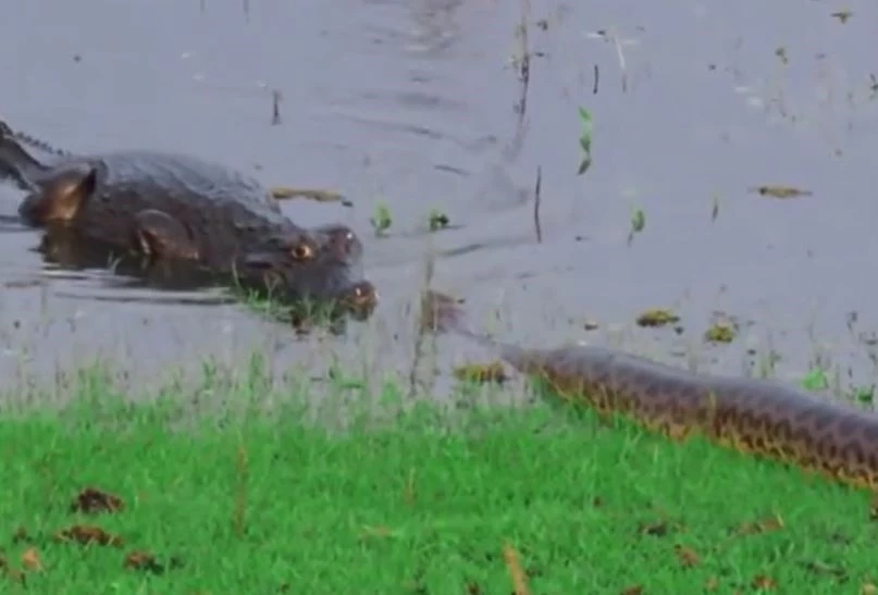 Ảnh cắt từ clip.