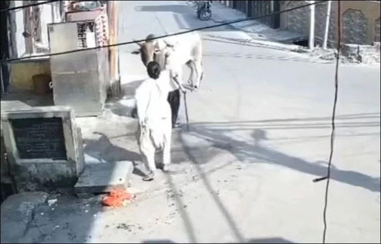 Bò tấn công người.