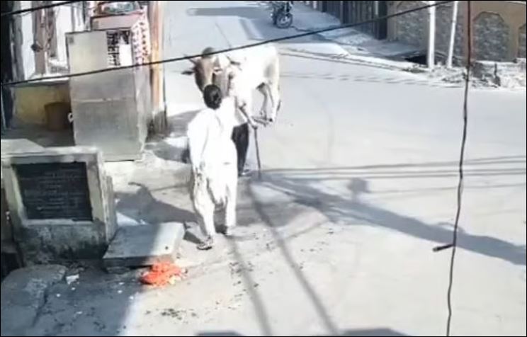 Cụ ông bị ‘bò điên’ húc văng lên không trung