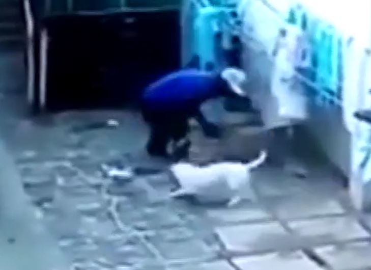 Leo tường vào trộm, thanh niên nhận ‘cái kết đắng’ khi gặp cặp Pitbull giữ nhà