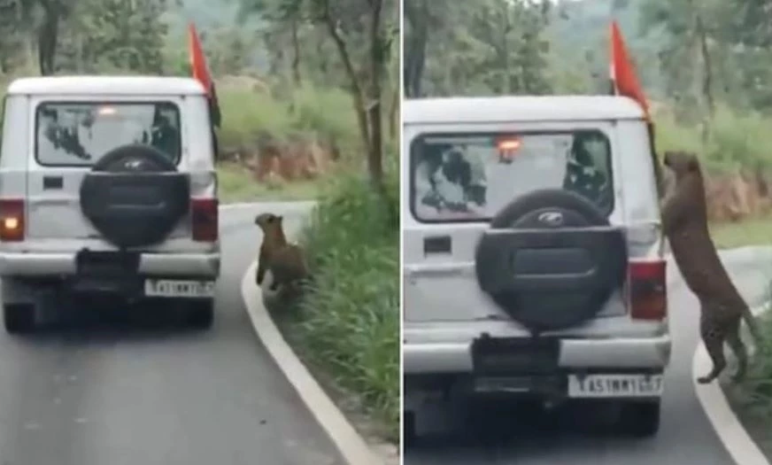 Ảnh cắt từ clip.