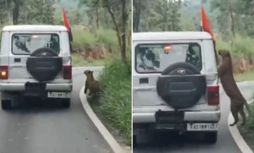 Giây phút kinh hoàng: Bé trai 13 tuổi bị báo hoa mai tấn công trong khu bảo tồn