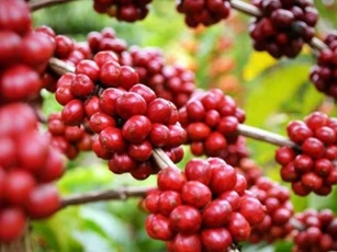 Giá nông sản ngày 31/10/2025: Cà phê tăng mạnh, hồ tiêu giữ giá