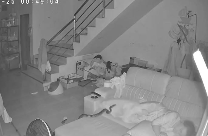 Cụ bà 70 tuổi hoảng hồn khi trăn dài 3 mét bò lên ghế sofa lúc đang ngủ