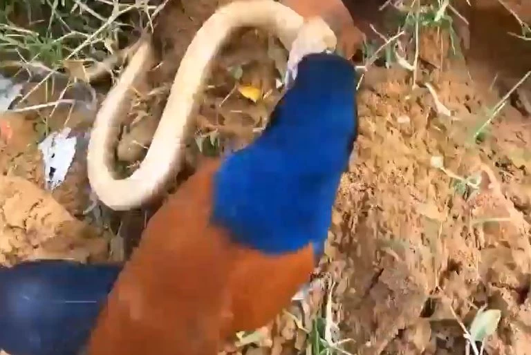 Ảnh cắt từ clip.