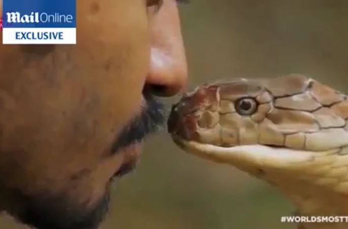 Chàng trai liều mạng hôn rắn hổ mang chúa và cái kết ‘thót tim’