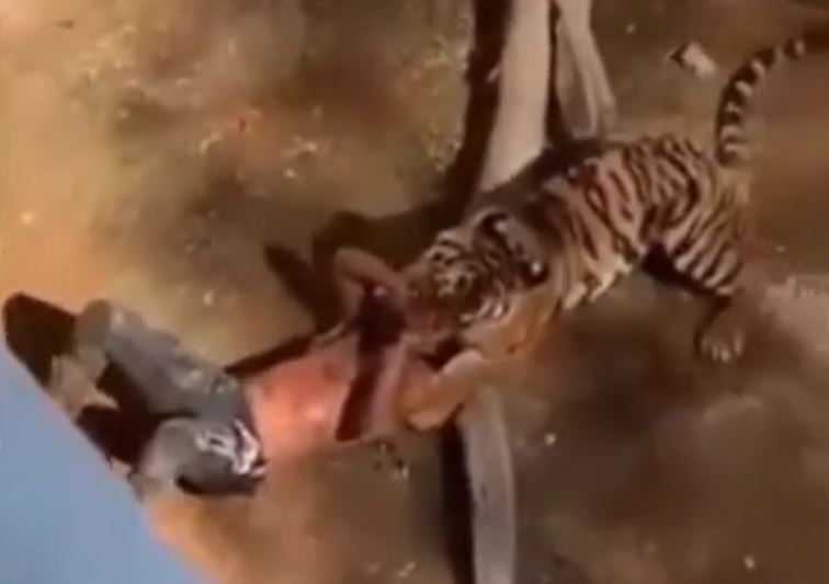 Nam thanh niên bị hổ vồ và màn giải cứu nghẹt thở khiến ai cũng run sợ