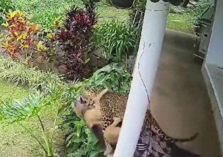 Ảnh cắt từ clip.