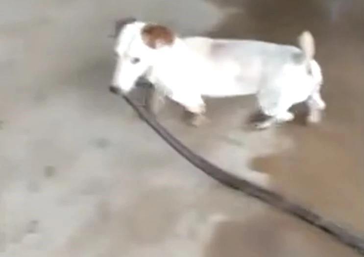 Ảnh cắt từ clip.