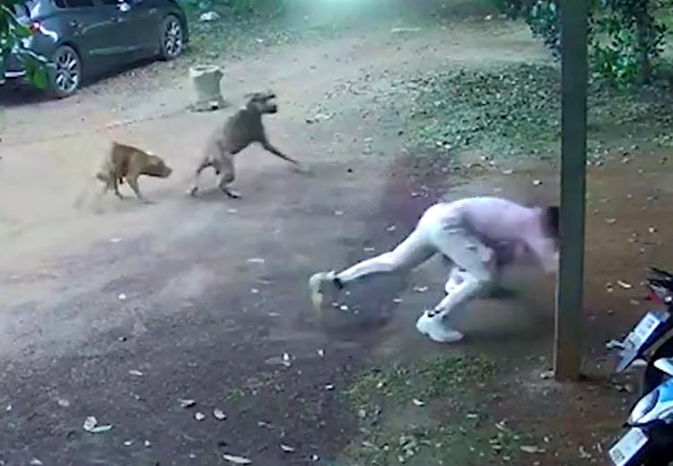 Hai con chó Pitbull hung hăng truy đuổi, ba người đàn ông hoảng sợ bỏ chạy tán loạn