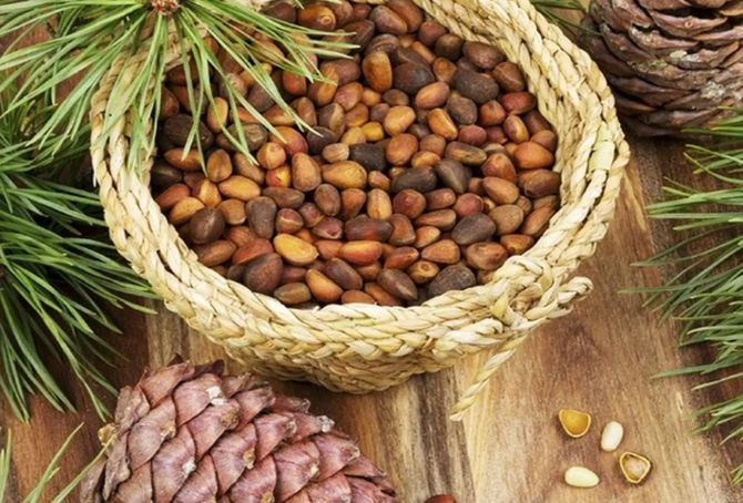 Hạt thông, từ loại hạt không ai để ý, tới đặc sản giá thành đắt đỏ. Ảnh: Internet. Hạt thông, từ loại hạt không ai để ý, tới đặc sản giá thành đắt đỏ. Ảnh: Internet.