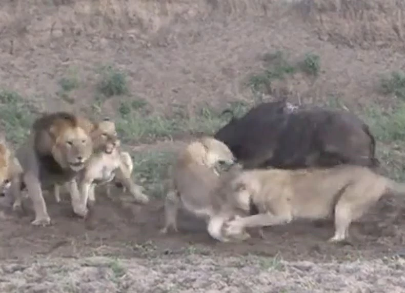 Ảnh cắt từ clip.