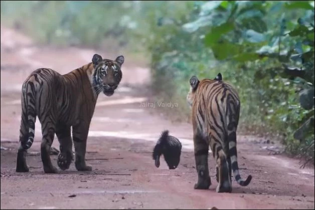 Hổ tấn công lửng mật.