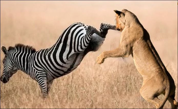 Ngựa vằn đá sư tử.