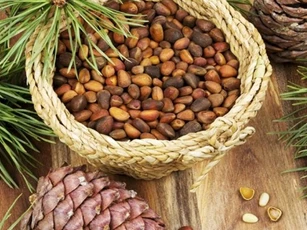 Loại quả xưa rụng đầy gốc không ai nhặt, giờ bán giá lên đến gần 500.000 đồng/kg