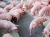 Giá heo hơi ngày 3/11/2025: Đà giảm quay trở lại