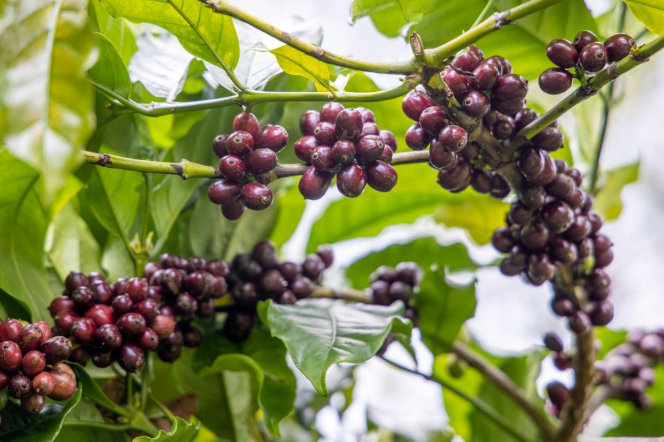 Giá nông sản ngày 3/11/2025: Hồ tiêu tăng nhẹ, cà phê ổn định