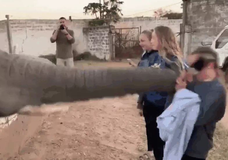 Vừa giơ điện thoại chụp ảnh, cô gái bị voi dùng vòi tát thẳng vào mặt