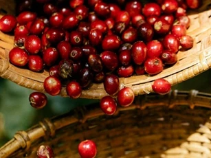 Giá nông sản ngày 4/11/2025: Cà phê và hồ tiêu đồng loạt tăng nhẹ