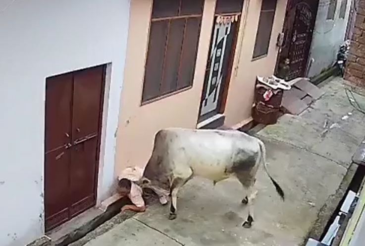 Gặp bò điên, người đàn ông bị húc văng xuống cống