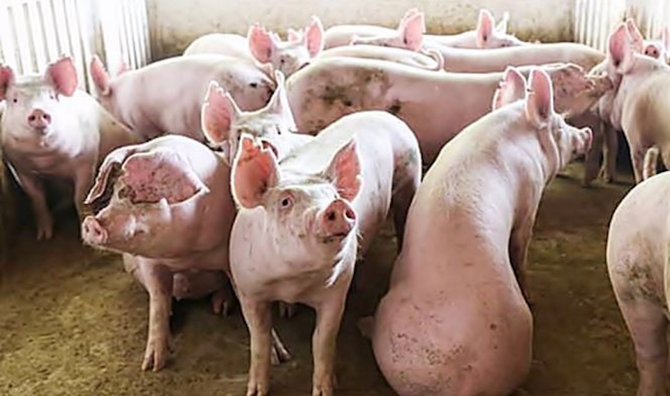 Giá heo hơi ngày 4/11/2025: Ổn định trên cả 3 miền