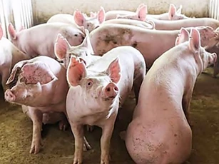 Giá heo hơi ngày 4/11/2025: Ổn định trên cả 3 miền