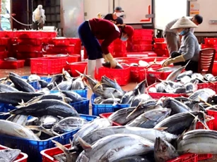 Thách thức ngành cá ngừ trước cơ hội miễn thuế vào Mỹ