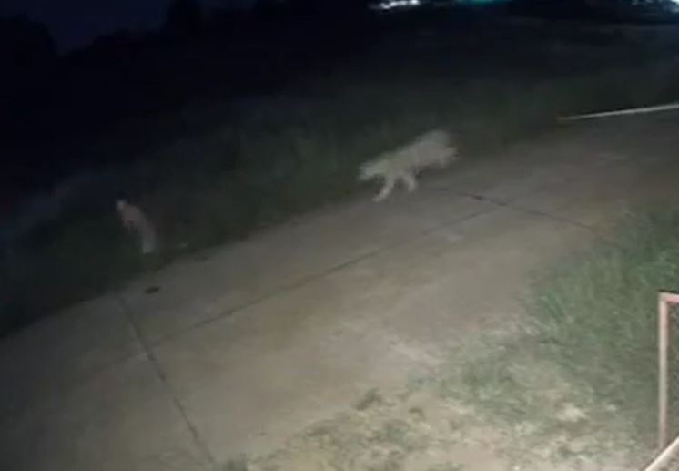 Bé trai 11 tuổi bị sư tử vồ ngã giữa phố trong đêm ở Thái Lan